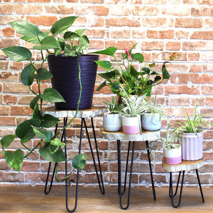Set of 3 Gamal Wood Plant Stands - Whitewash